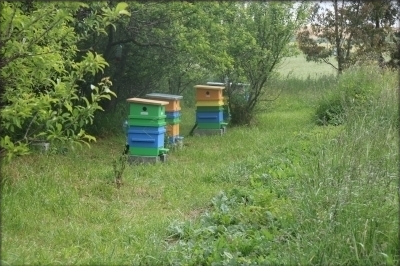 Apiculture biodynamique contrôlée par Déméter Règne végétal, apiculture et agriculture en biodynamie pour une énergie vitale préservée