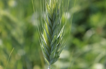Des blés anciens, orges rares et ancestrales... Graines de céréales très anciennes