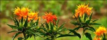 cahier-des-charges-regne-vegetal.fr