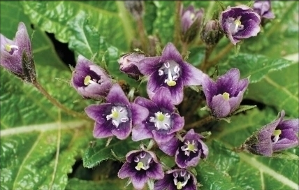 Graine de mandragore Graines de plantes sorcières sur Règne Végétal