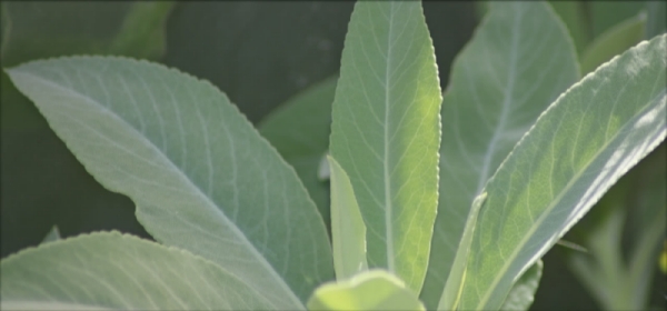 Graines de plantes sacrées Règne végétal vous propose des graines de salvia apiana et de plantes sacrées