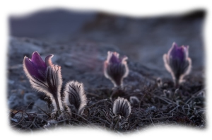 Graines de plantes originelles