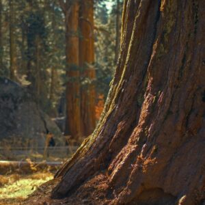 Sequoia géant - sequoiadendron