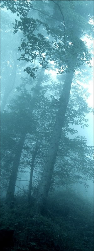 Vues d'Arbres...