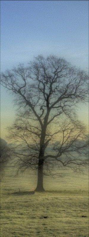 Vues d'Arbres...