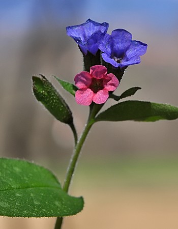 Règne végétal