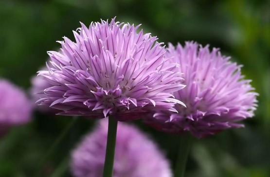 Plantes aromatiques, les saveurs végétales...