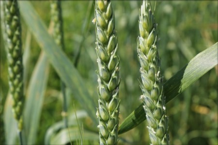 Des céréales précieuses, nourrissantes, rustiques et résistantes