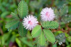 Plantes qui dansent, grandissent rapidement, s'agitent...