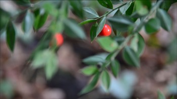 Graines de plantes aidantes, surprenantes, étonnantes...