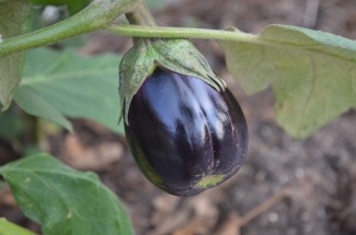 Des légumes performants en terme de résistance et de bienfaits minéraux... et de saveurs...