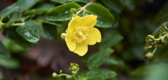 Plantes soignantes et médicinales