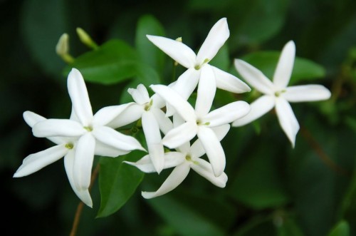 Plantes à parfums, les intimes du monde des Hommes