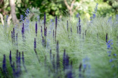 Plantes sacrées des civilisations humaines