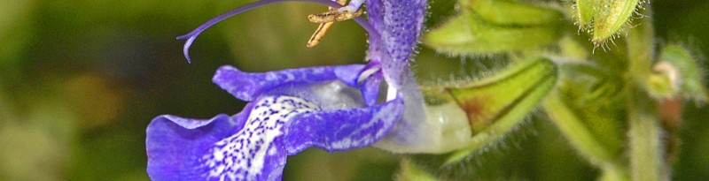 Sauge de transylvanie - Captivante Salvia transylvanica, une sauge emprunte de légendes