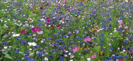 Des plantes et fleurs comestibles, retour vers les repas d'antan...