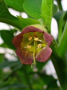 Graines de plantes sorcières, fières et légendaires