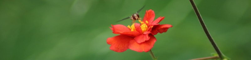 Présentes partout, les plantes restent une richesse qui permet à la biodiversité de rebondir naturellement...