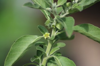 Des graines authentiques, adaptées, Bio et Demeter