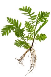 tanacetum regne vegetal.fr