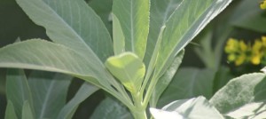 Salvia apiana - Sauge blanche